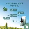 40% CBD Oil - Image 4